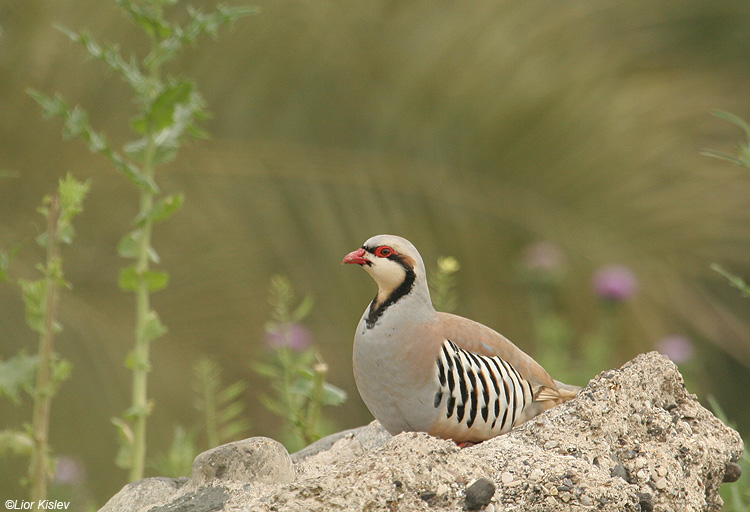   Chukar  Alectoris chukar                                   2010.: 